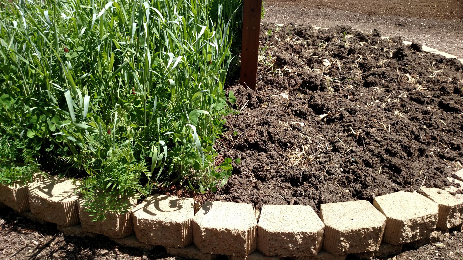 Tilled Cereal Rye