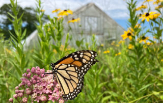 monarch_butterfly_in_front_of_greenhouse