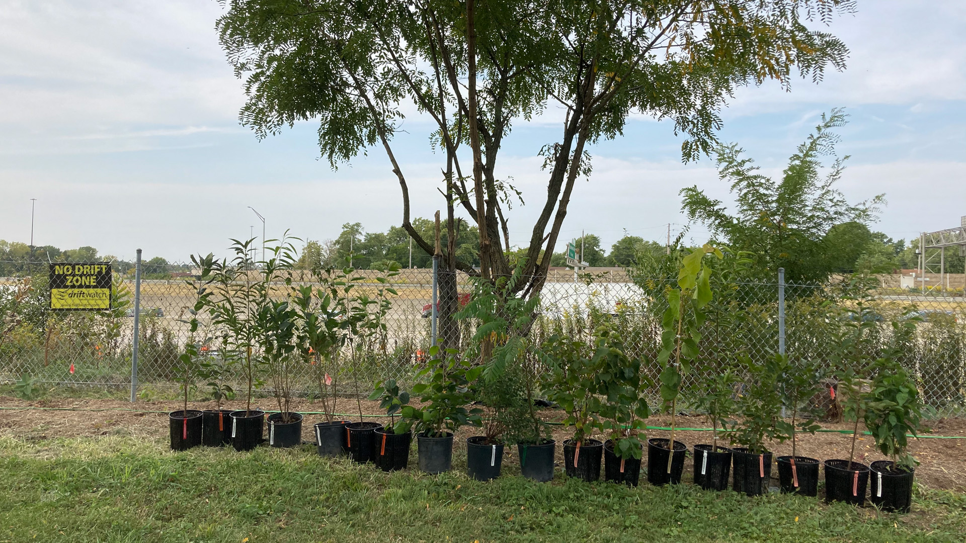 trees-lined-up-ready-to-be-planted