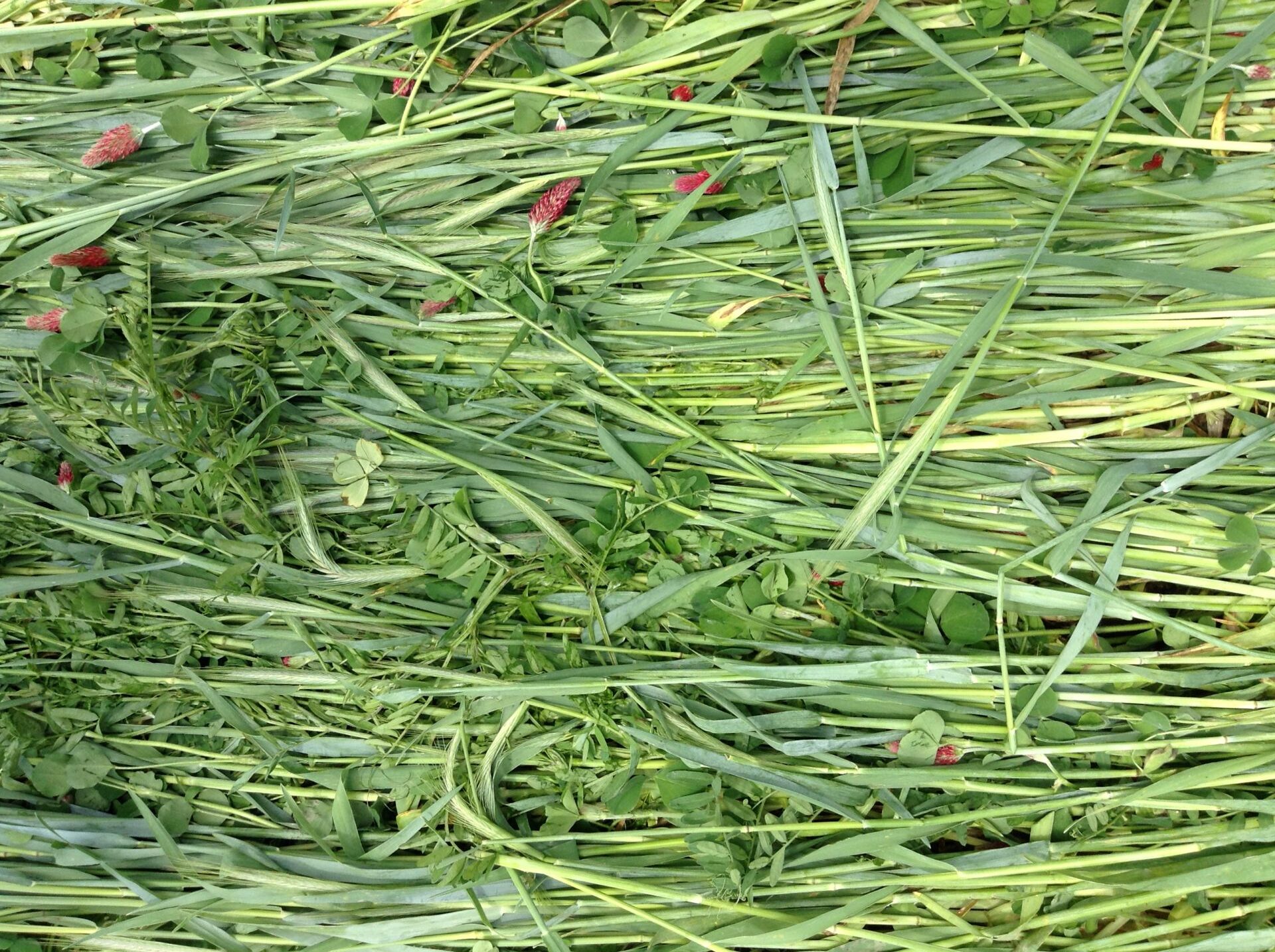 Flattened high biomass cover crop mix