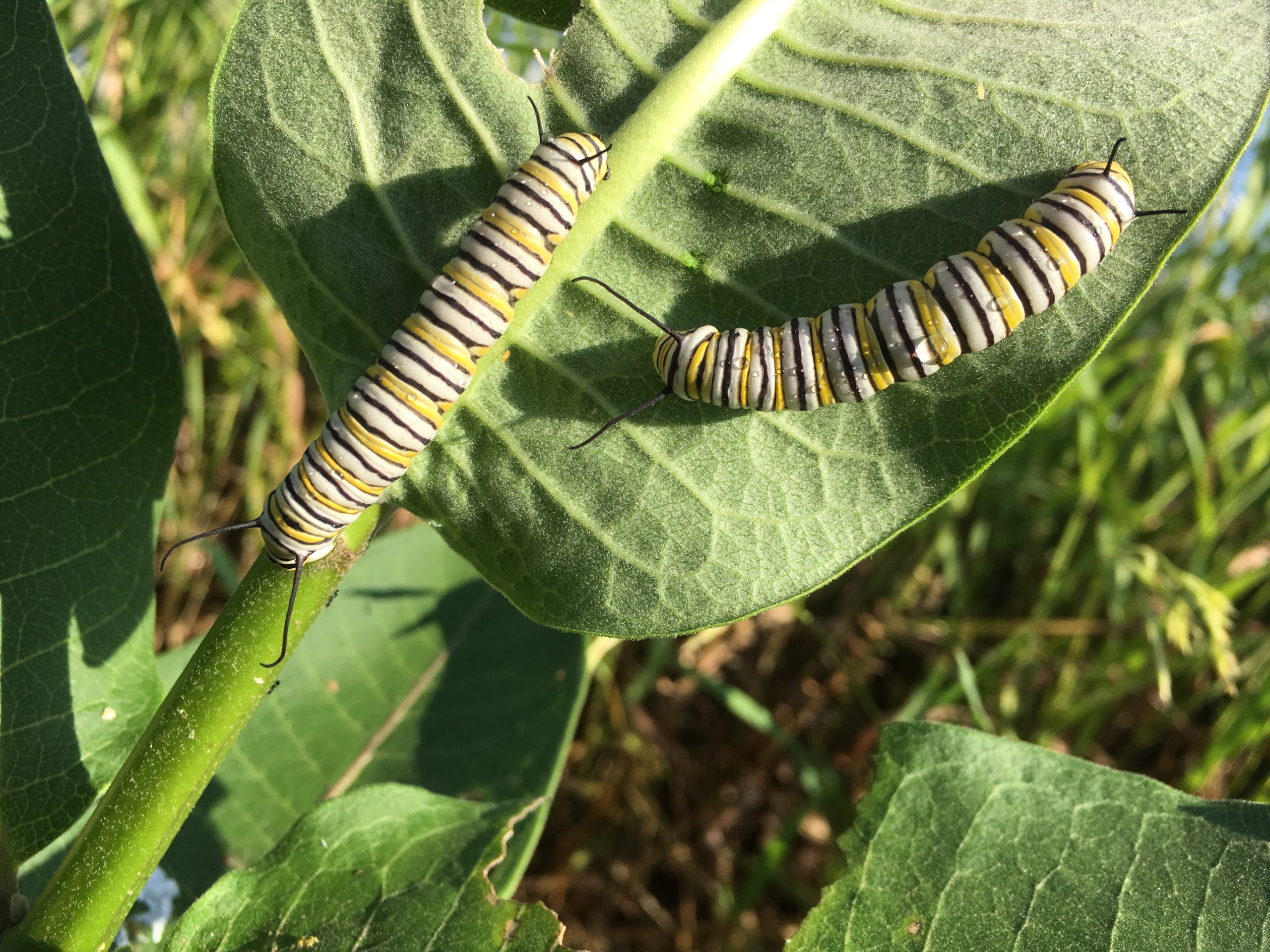 monarch-caterpillars