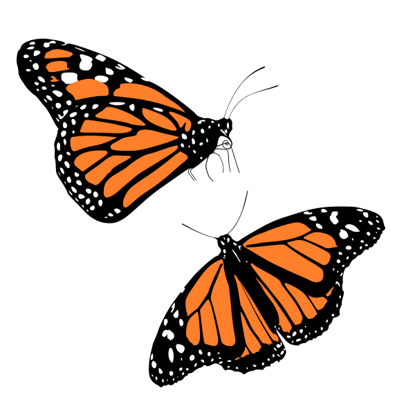 monarch-butterflies