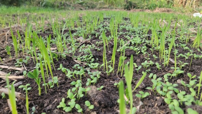 Crimson clover bloom
