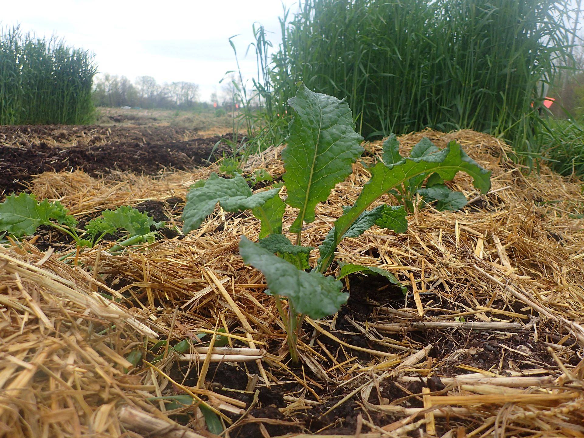 Kale after Cereal Rye