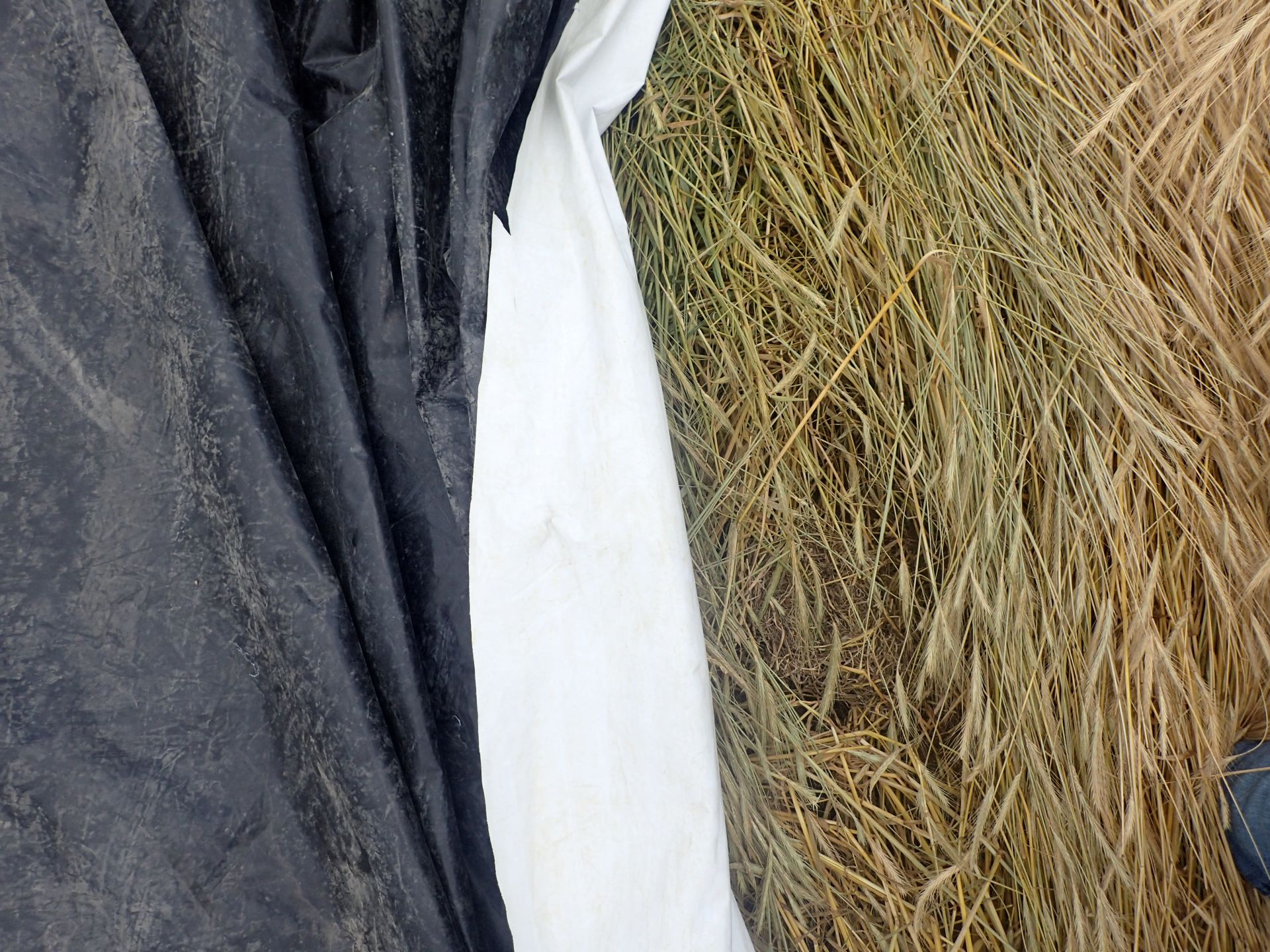 Tarped Cereal Rye