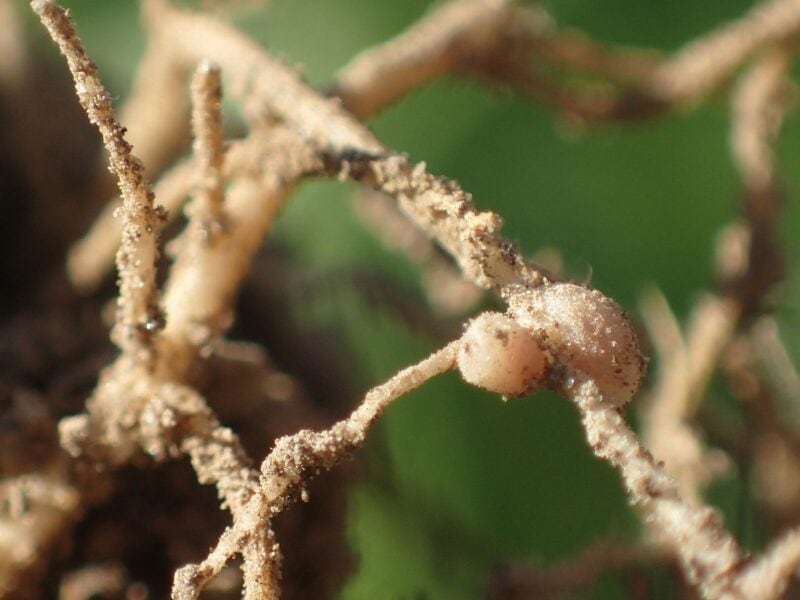Kale and crimson clover