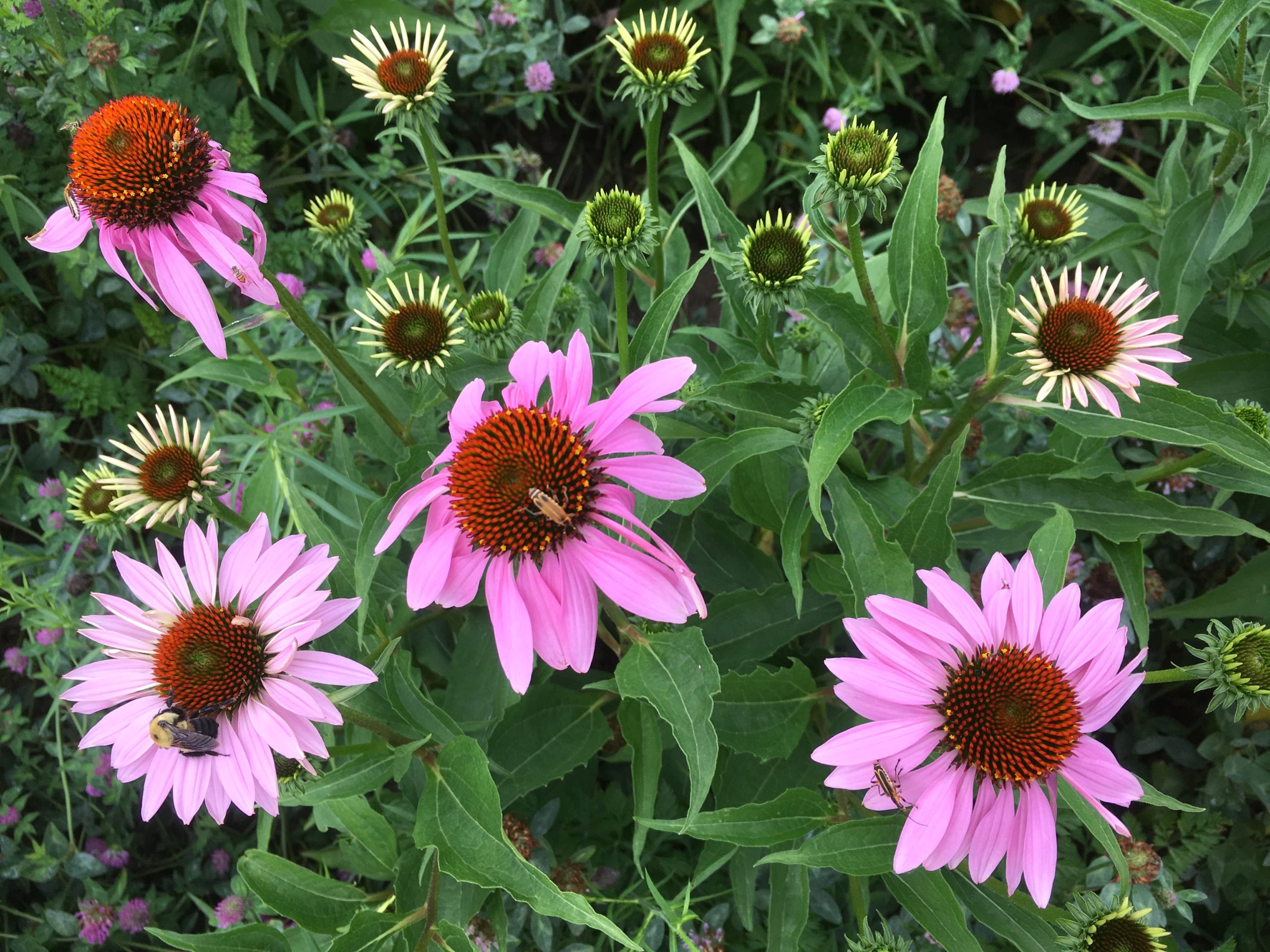 Soldier-beetles-on-echinacea