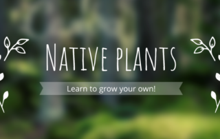 Native Plant Logo
