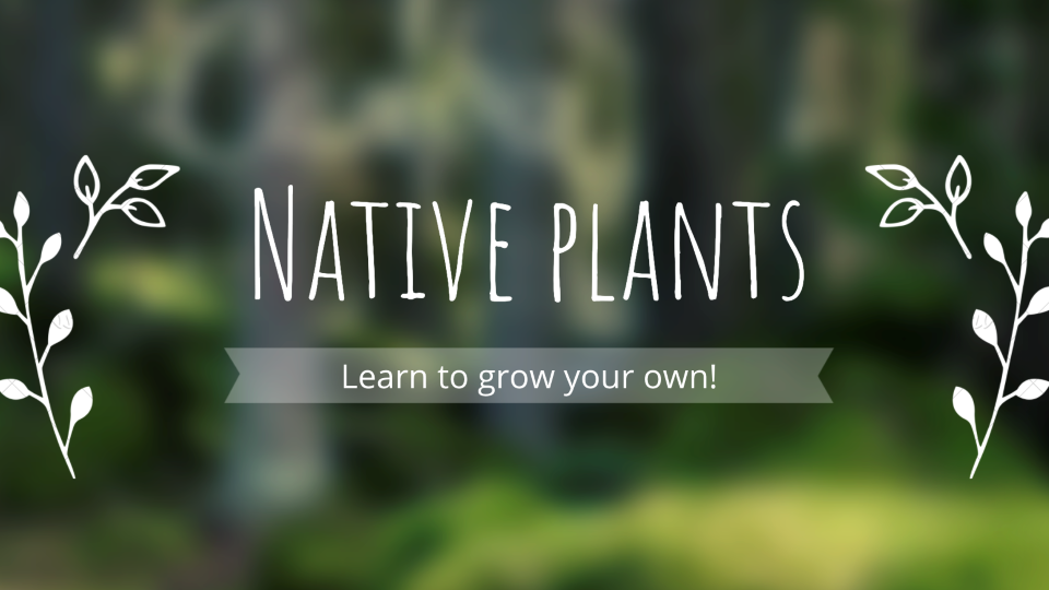 Native Plant Logo
