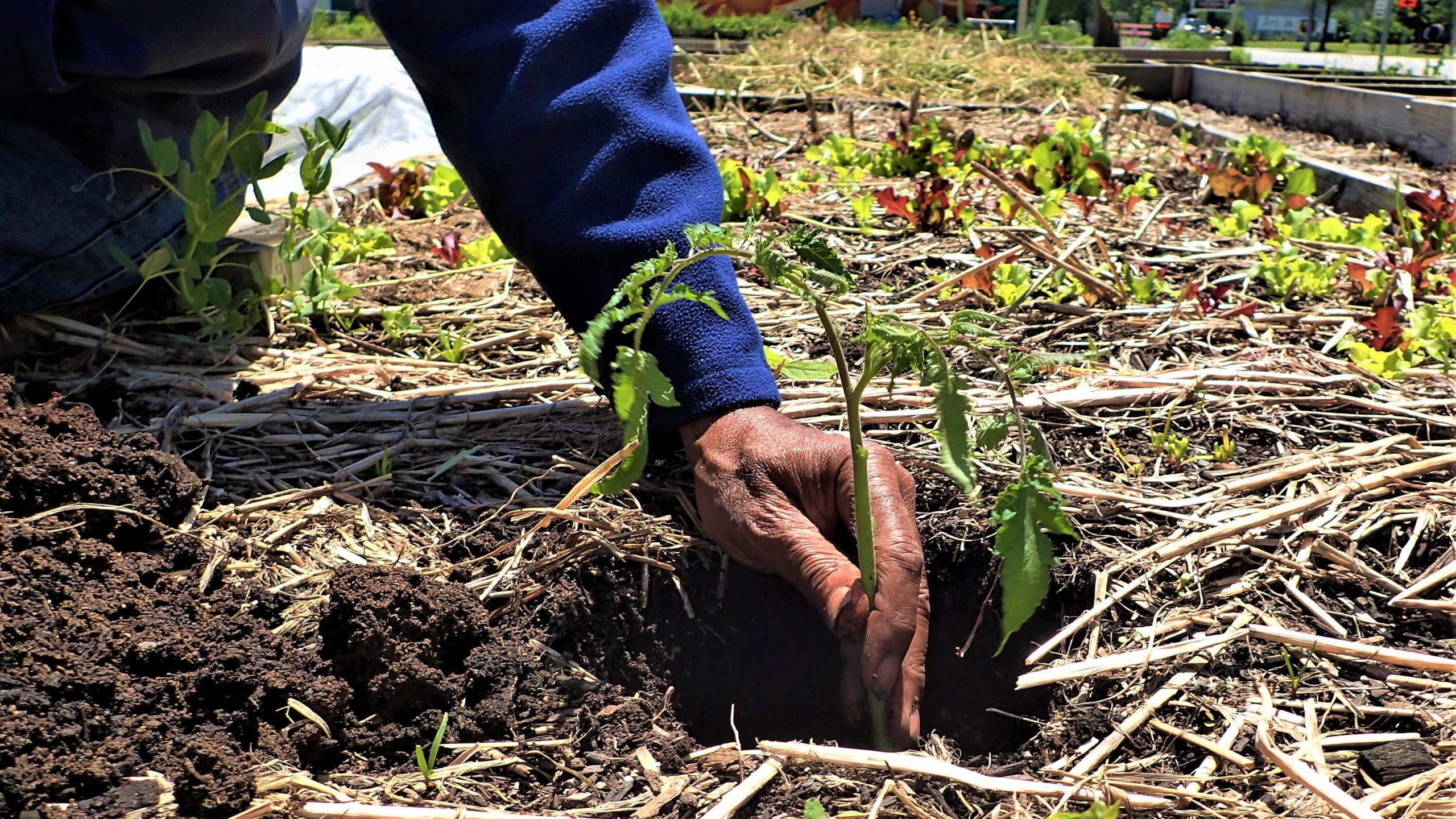 Planting Tomato