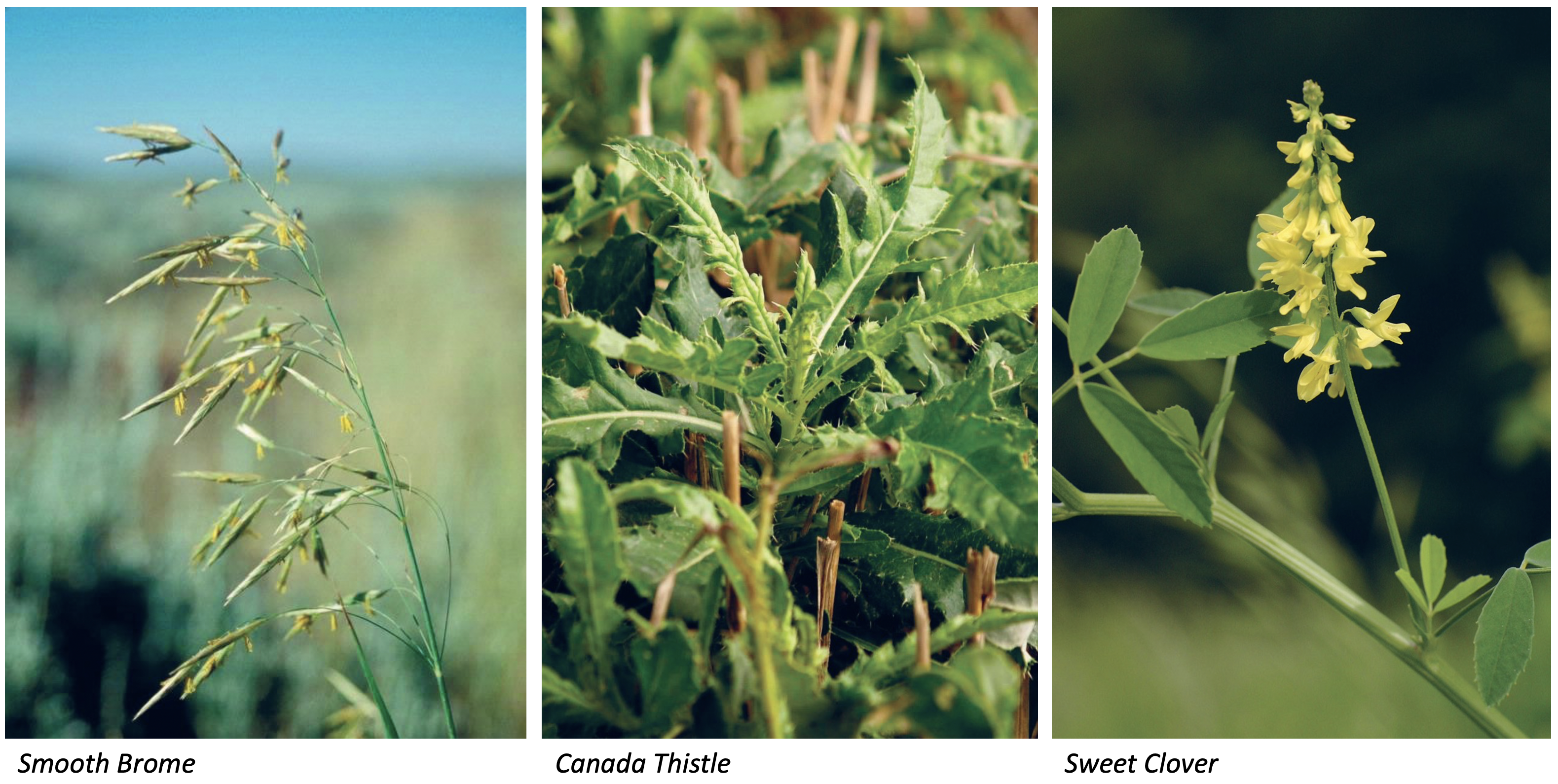 weeds-smooth-brome-canada-thistle-sweet-clover