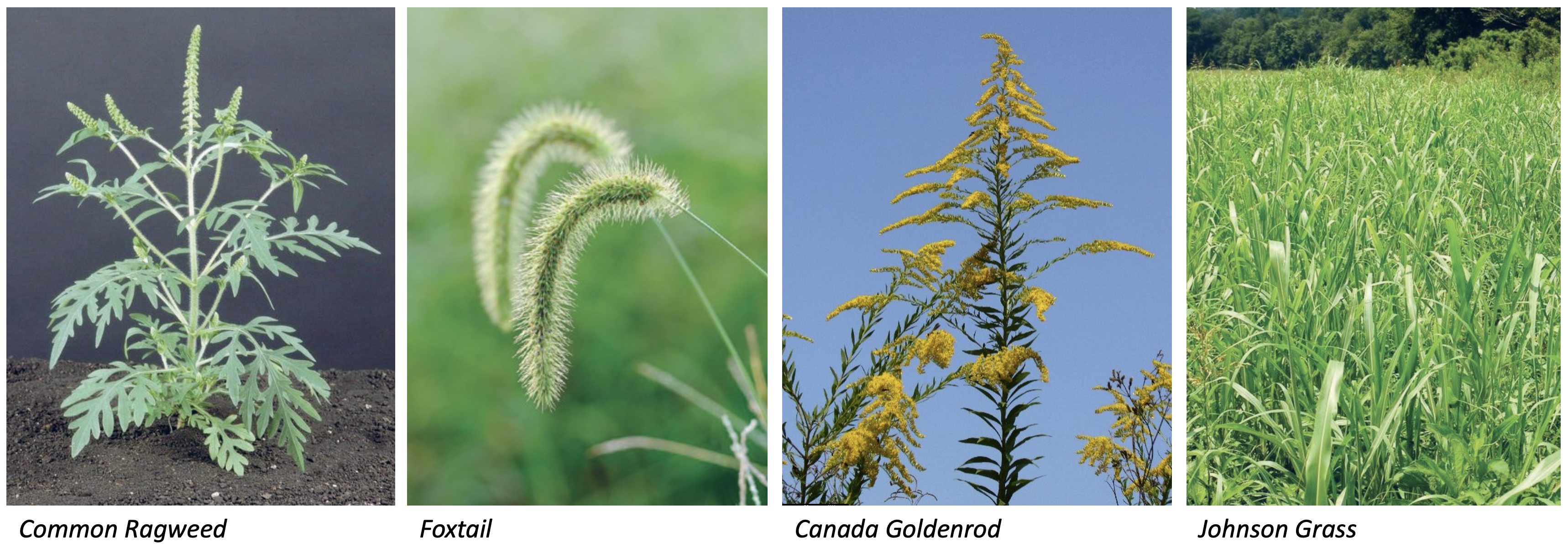 weeds-ragweed-foxtail-canada-goldenrod-johnson-grass