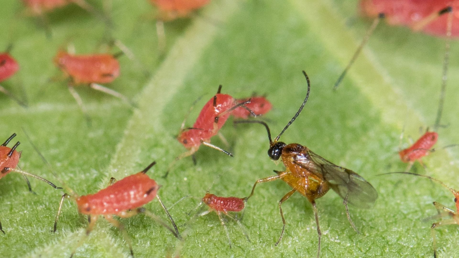 aphid-wasp-and-aphids-closeup