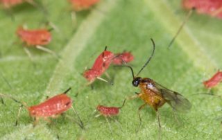 aphid wasp