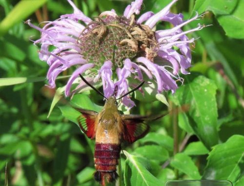 Controlling Mosquitos Without Harming Pollinators